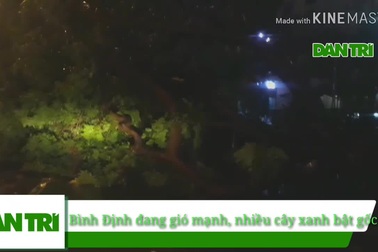 Bình Định: Gió đang giật mạnh, nhiều cây xanh bật gốc