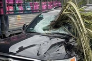 Cây cọ đổ đâm xuyên kính ô tô trong vụ tai nạn hy hữu ở Hạ Long