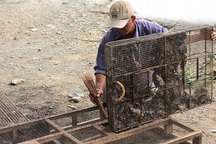 An Giang: Săn chuột đồng mùa lũ