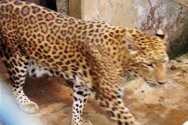 Phát hiện hai con báo trú ẩn trong lùm cây sân bay