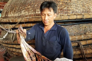 Trung Quốc ngừng mua, hàng trăm tấn mực khô tồn kho, không có đầu ra