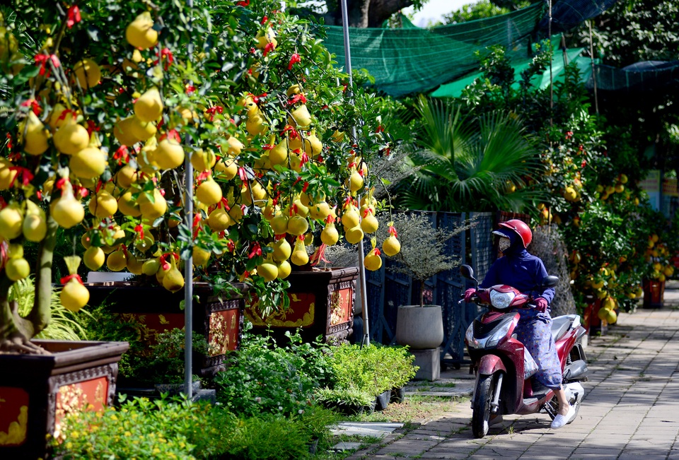 Bưởi Diễn.jpg Bưởi Diễn.jpg