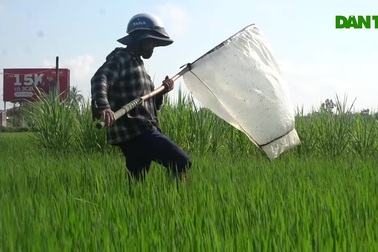 "Sống khỏe" nhờ nghề đi săn loài phá hoại mùa màng