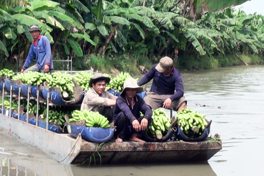 Cần Thơ: Nông trường Sông Hậu sẽ thành Công ty TNHH 2 thành viên