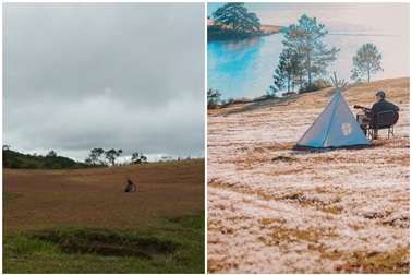 Đến Đà Lạt ngắm đồi cỏ hồng, khách "vỡ mộng" vì thực tế khác xa ảnh mạng