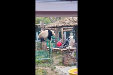 Du khách lo lắng với màn leo trèo mạo hiểm của gấu trúc