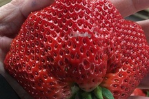 Dâu tây khổng lồ: Cơn sốt "nữ hoàng" 250 ngàn đồng/quả