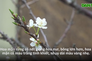 Mận rừng trắng tinh khôi xuống Thủ đô đón Tết