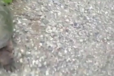 Cho rùa khổng lồ ăn, không ngờ bị đớp cực nhanh, rút tay không kịp