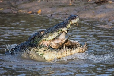 Sống sót thần kỳ khi bị cá sấu bao vây 4 ngày trên đầm lầy