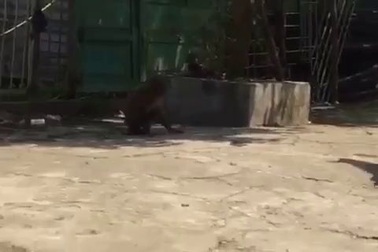 Con khỉ hoang và chó nhà dân "vờn" nhau