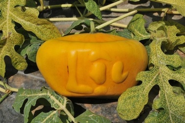 Bưởi hồ lô khan hàng, dưa hấu thỏi vàng thấp thỏm… chờ Tết