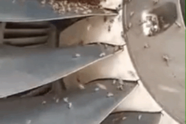 Cả đàn "khách không mời" trong động cơ, chuyến bay đi Hà Nội phải tạm dừng