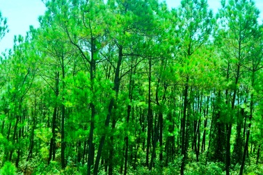 Nét đẹp hoang sơ của rừng thông Bồ Bồ xứ Quảng