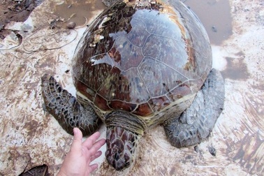 Giải cứu rùa biển quý hiếm chuẩn bị lên... bàn nhậu