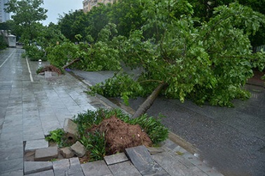 Hà Nội công bố tên các đơn vị trồng cây ẩu, bị đổ trong bão số 1