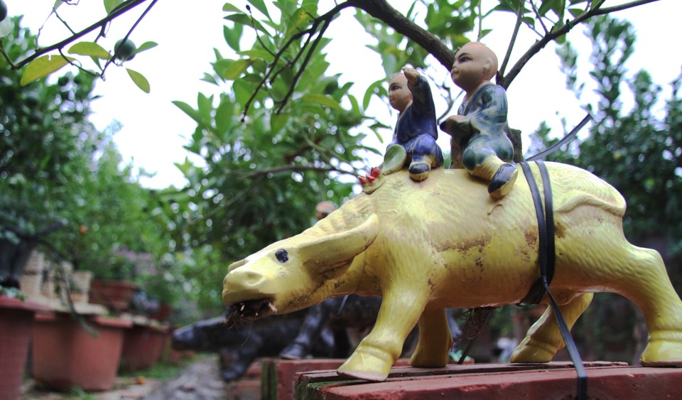 Trâu vàng thảnh thơi cõng quất cảnh giá bạc triệu dịp Tết Tân Sửu 2021 - 7
