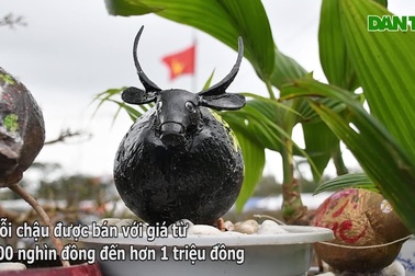 Bonsai dừa hình trâu hút khách dịp Tết Tân Sửu