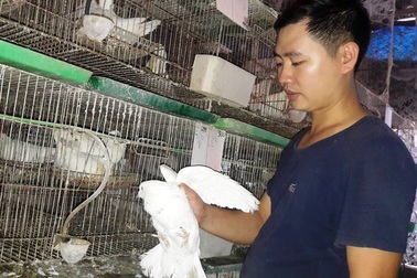 Chàng thanh niên kiếm hàng trăm triệu đồng từ chim bồ câu Pháp