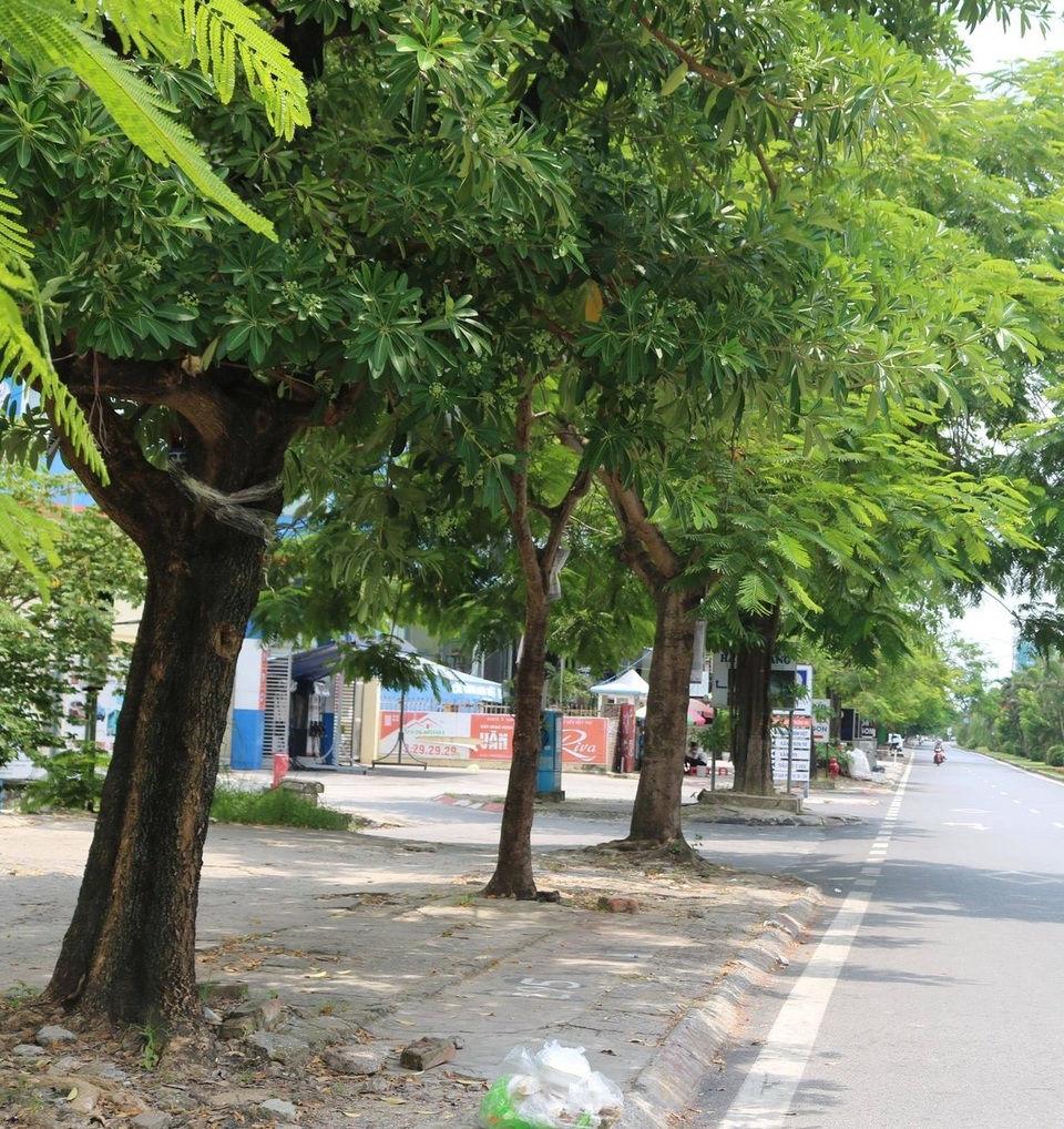 Vụ cây xanh nghi bị “bức tử”: Lấy mẫu xét nghiệm tìm nguyên nhân - 4 Vụ cây xanh nghi bị “bức tử”: Lấy mẫu xét nghiệm tìm nguyên nhân - 4
