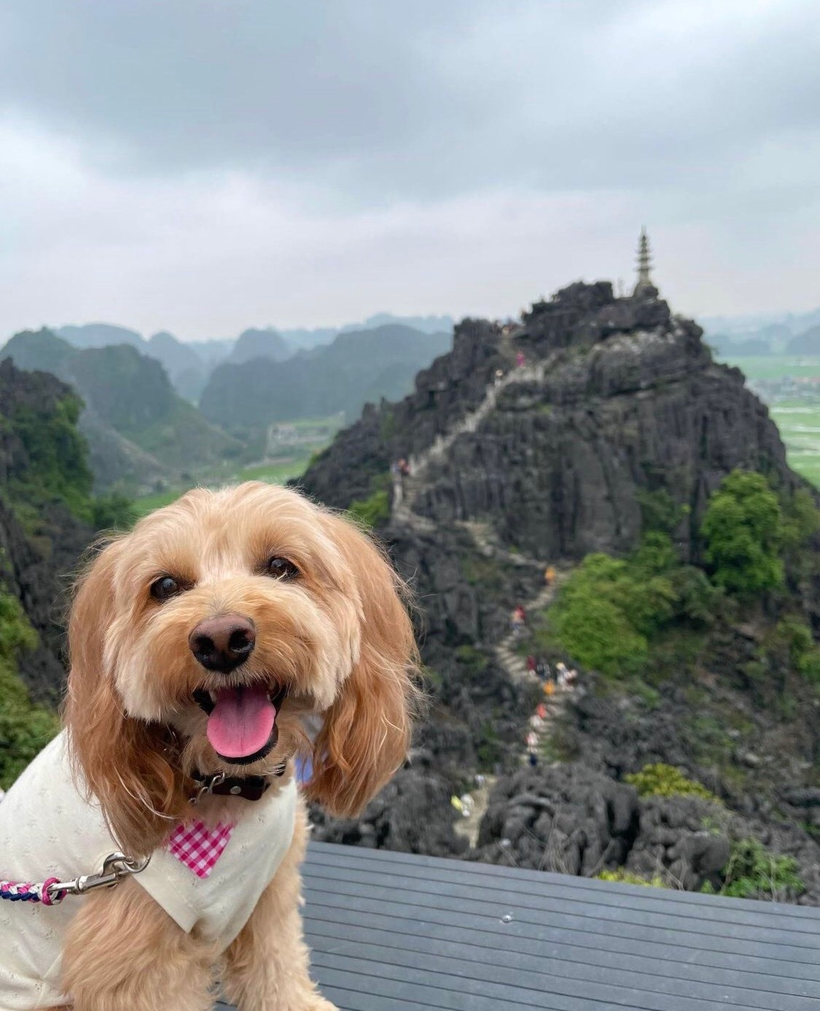 Bộ ảnh cún cưng vi vu thánh địa sống ảo Hang Múa gây sốt mạng - 4