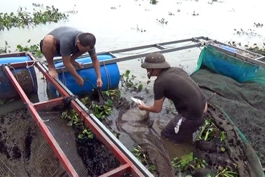 Bèo và nước ngọt "tấn công", cá nuôi lồng bè chết trắng bụng