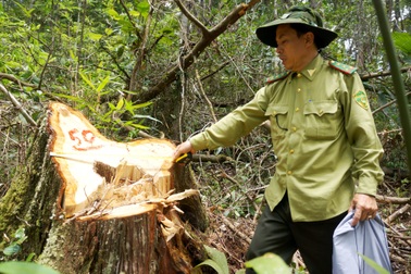 Cán bộ kiểm lâm xin nghỉ việc hàng loạt vì áp lực giữ rừng?