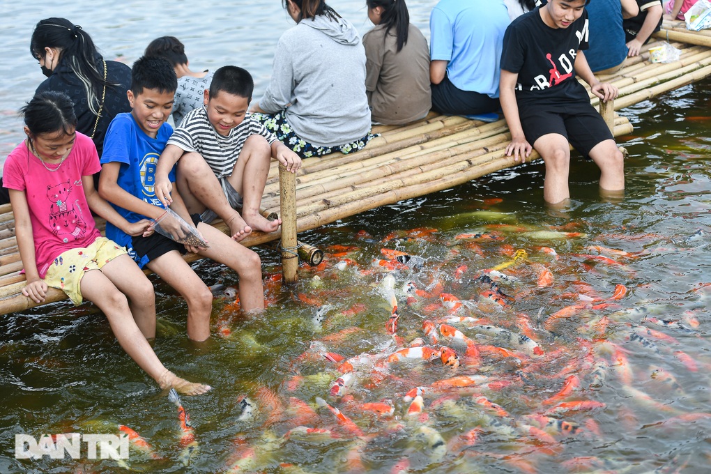 Người Hà Nội đổ tới xem hồ cá koi 12.000 con, vài trẻ em té ngã - 5 Người Hà Nội đổ tới xem hồ cá koi 12.000 con, vài trẻ em té ngã - 5