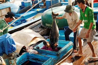 Giám đốc Cảng cá Quy Nhơn sẽ “bay” chức nếu cảng bị EU bắt lỗi