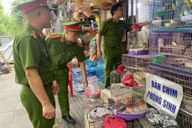 Thu giữ 220 cá thể chim di đá không rõ nguồn gốc ở Hà Nội