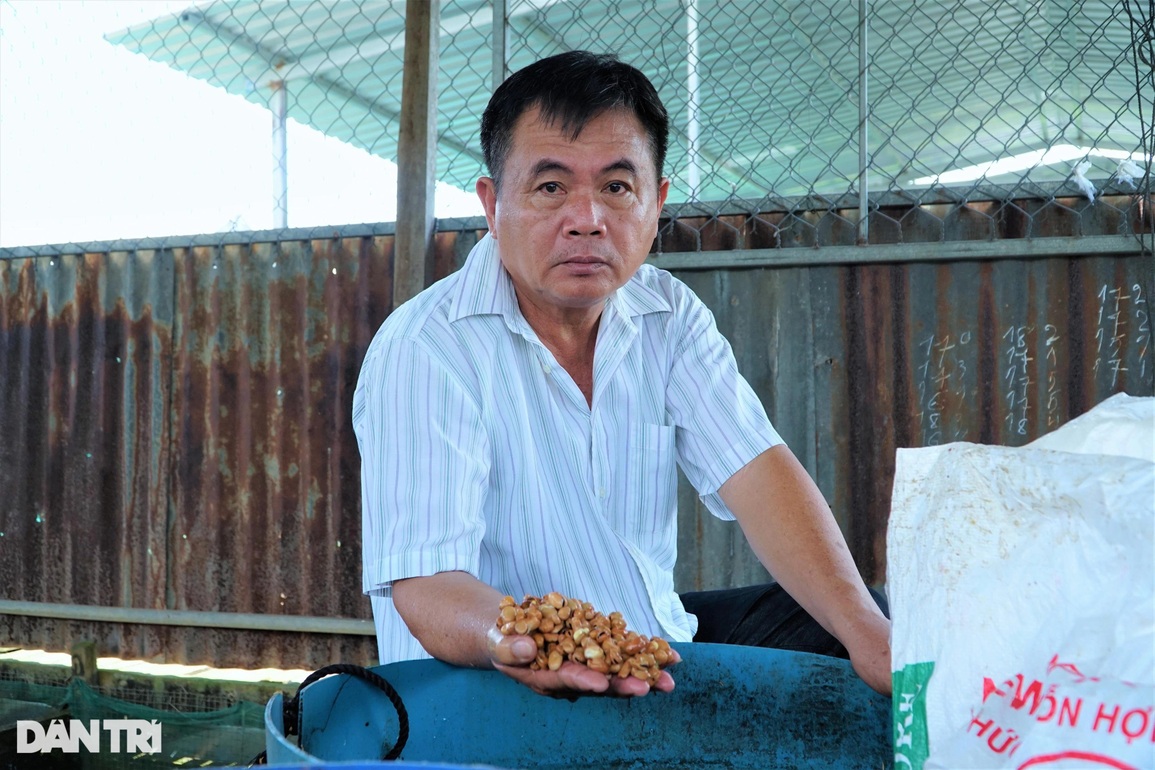 Cho cá chép ăn đồ nhập ngoại để vỗ giòn, lão nông thu lãi 2 tỷ đồng/năm - 2 Cho cá chép ăn đồ nhập ngoại để vỗ giòn, lão nông thu lãi 2 tỷ đồng/năm - 2