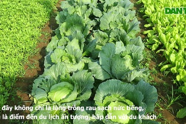 Làng rau Trà Quế tất bật vào vụ Tết Nhâm Dần