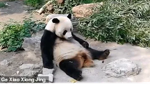 Phẫn nộ cảnh du khách Trung Quốc ném đá bắt gấu trúc đứng dậy