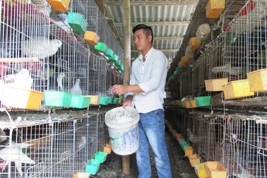 Kiếm trăm triệu mỗi năm từ nuôi bồ câu Pháp, gà đồi