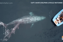 Vô tình bắt gặp cảnh hiếm thấy: Cá voi xám đẻ con trước mũi thuyền