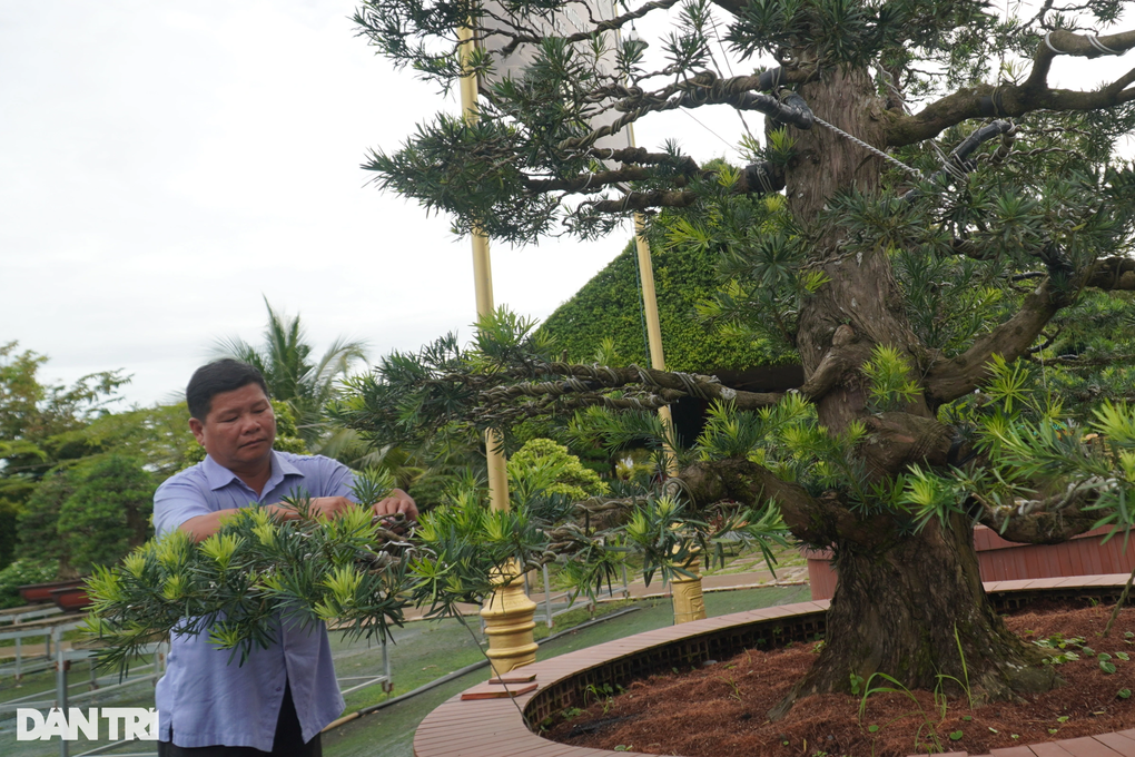 Chuyện tậu cơ ngơi trăm tỷ của nghệ nhân bonsai Sa Đéc - 1 Chuyện tậu cơ ngơi trăm tỷ của nghệ nhân bonsai Sa Đéc - 1
