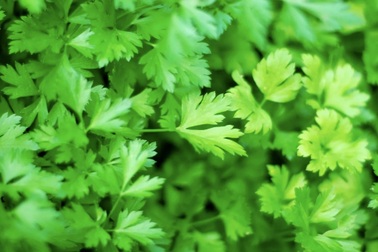 Ăn rau mùi tây vừa giúp cải thiện đường máu vừa tốt cho gan, thận