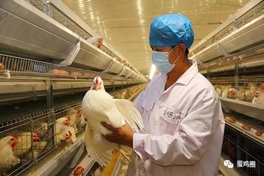 Trung Quốc phát hiện ổ dịch cúm gia cầm H5N6