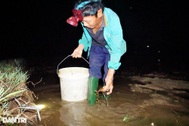 Giữa đêm rọi đèn, lội bùn theo chân "thợ săn" cua đồng
