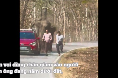 Khoảnh khắc sinh tử của hai người đàn ông khi bị voi rượt đuổi