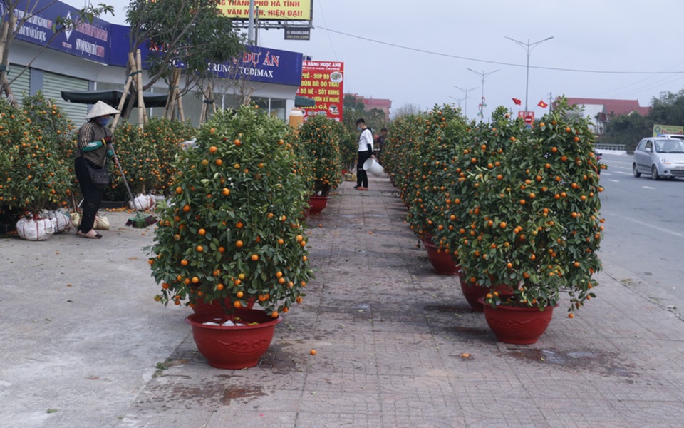 Quất, đào đổ gục trước Tết, dân buôn như ngồi trên đống lửa - 1 Quất, đào đổ gục trước Tết, dân buôn như ngồi trên đống lửa - 1