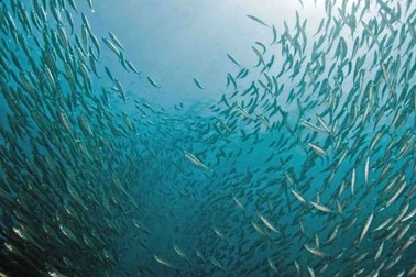 Phát hiện mới về sinh vật phù du chứa độc tố gây liệt cơ