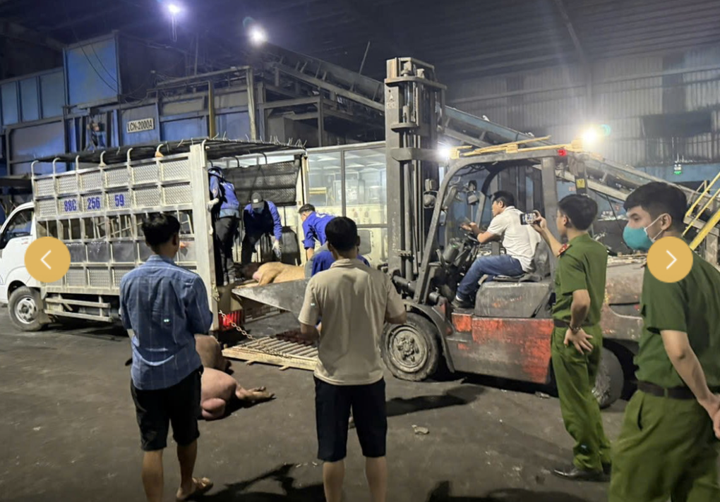 9 con lợn chết bốc mùi hôi thối được mang đi tiêu thụ - 1 9 con lợn chết bốc mùi hôi thối được mang đi tiêu thụ - 1