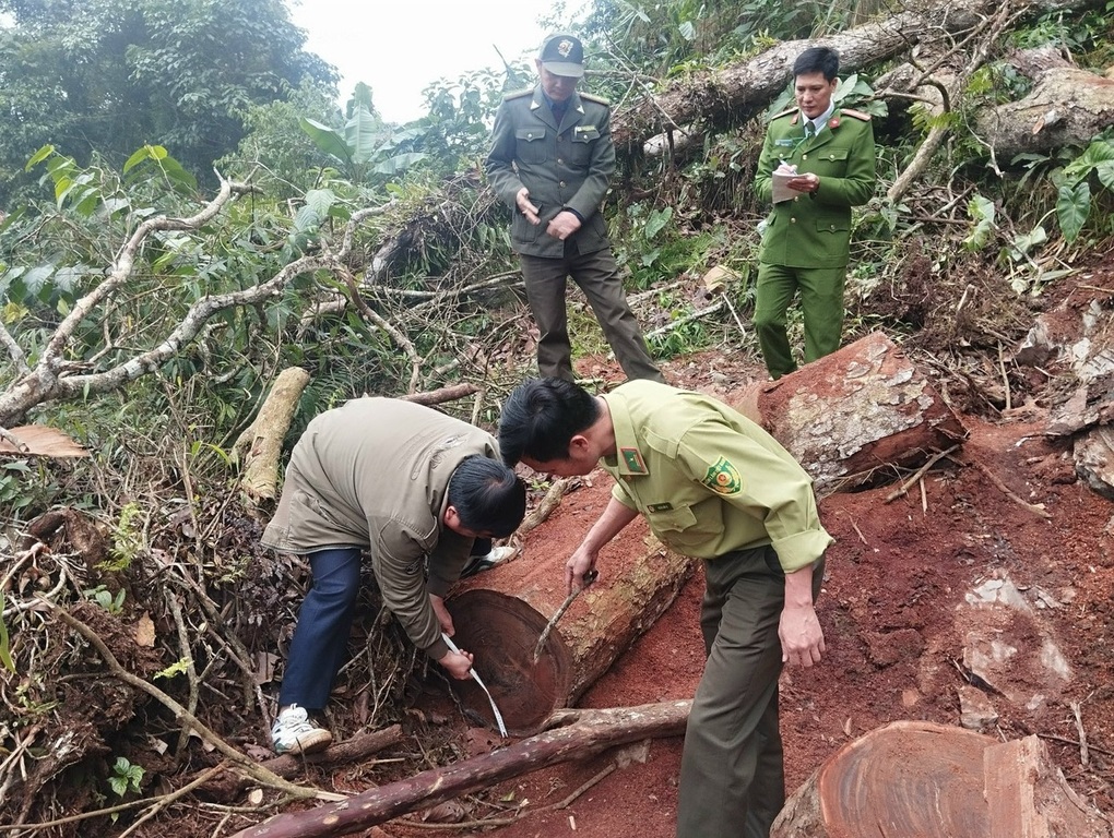 Truy tìm lâm tặc chặt phá rừng gỗ nghiến ở Lai Châu - 1 Truy tìm lâm tặc chặt phá rừng gỗ nghiến ở Lai Châu - 1