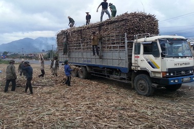 “Ông trùm” ngành mía đường hoàn tất việc trả 410 tỷ đồng cổ tức