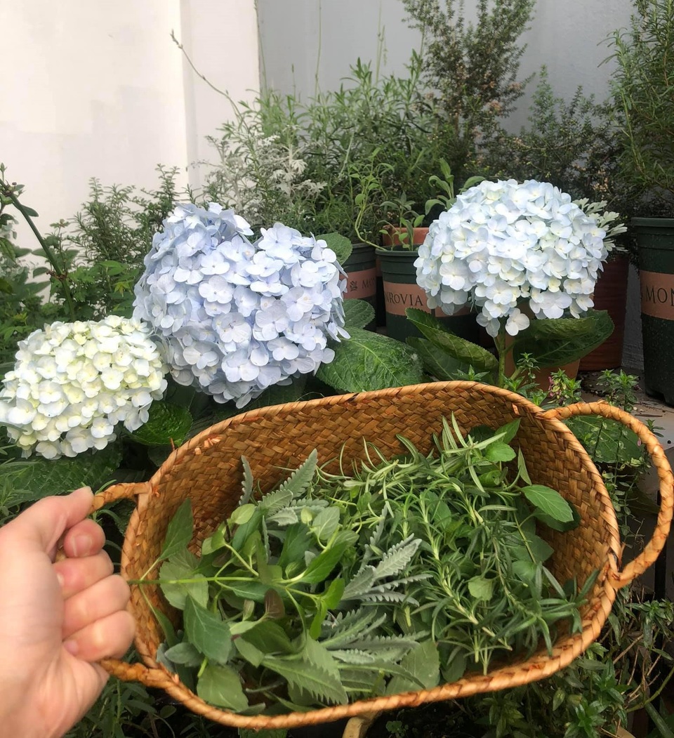 Khu vườn trăm loài thảo mộc xanh tốt trên sân thượng của mẹ đảm Hà thành - 10 Khu vườn trăm loài thảo mộc xanh tốt trên sân thượng của mẹ đảm Hà thành - 10