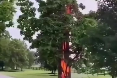 Hình ảnh những thân cây khi bị tia sét đánh trúng