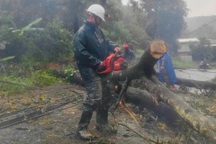 Mưa lớn gây ngập nặng, đổ cây và trụ điện ở Bình Phước