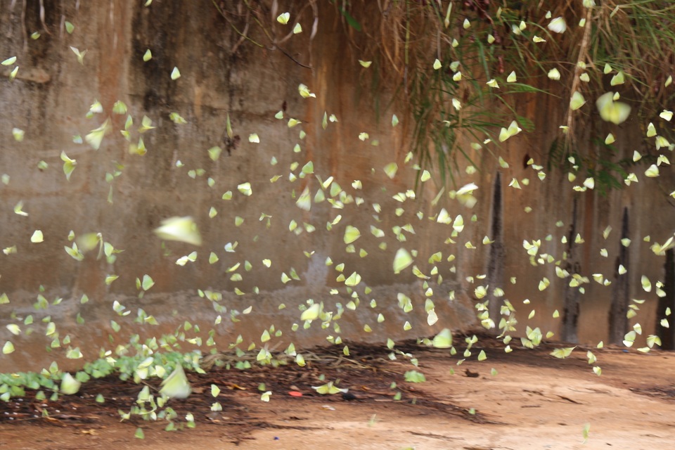 Tháng 4 Tây Nguyên rực rỡ với hàng triệu con bướm vàng - 9