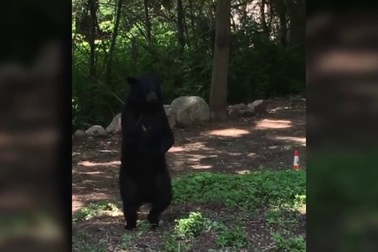 Chú gấu có dáng đi thẳng 2 chân như con người